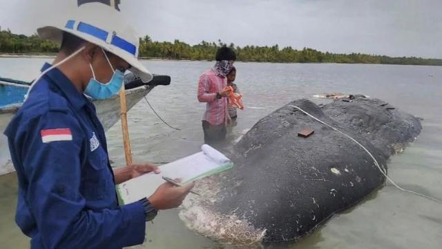 Encuentran 13 libras de desechos plásticos en el cadáver de una ballena indonesia