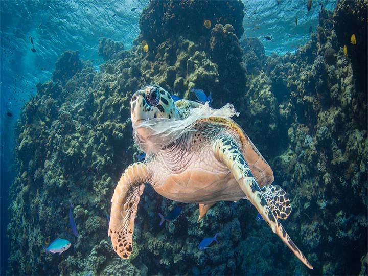 Plastic bags are threating marine life
